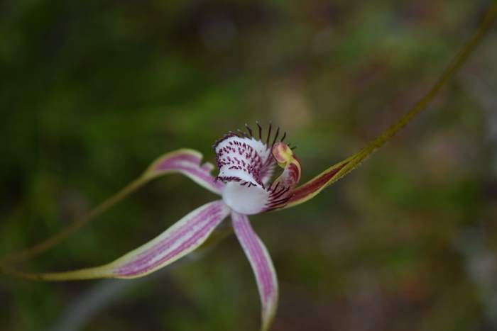 Caladenia - Orchid-spider-0032.JPG